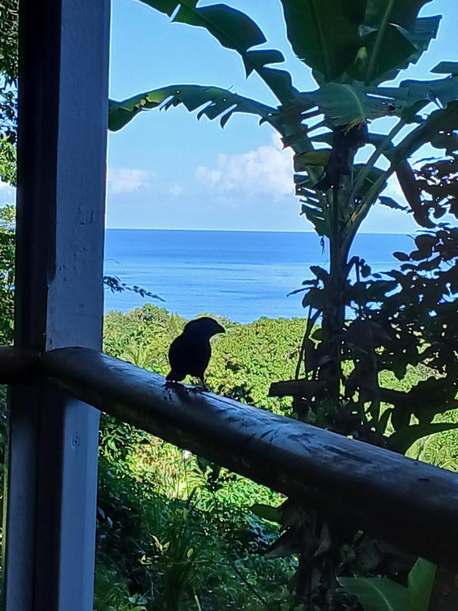 Ecolodges Karet Deshaies Esterno foto